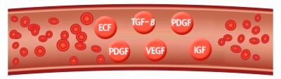 platelets-and-growth-factor_med_hr